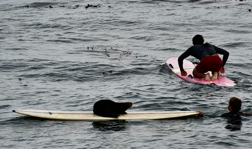 Калифорнийская выдра снова забирает доски