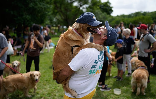 Новый неофициальный рекорд золотистых ретриверов