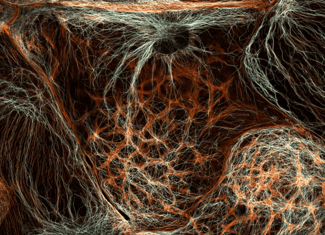 клетки печени мыши