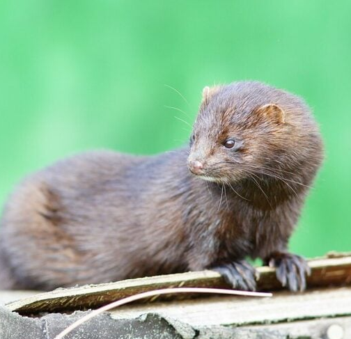 В Польше запретят зверофермы
