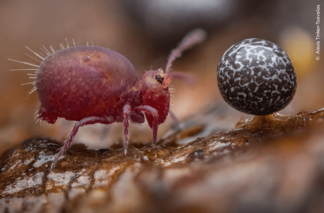 Wildlife Photographer of the Year призер