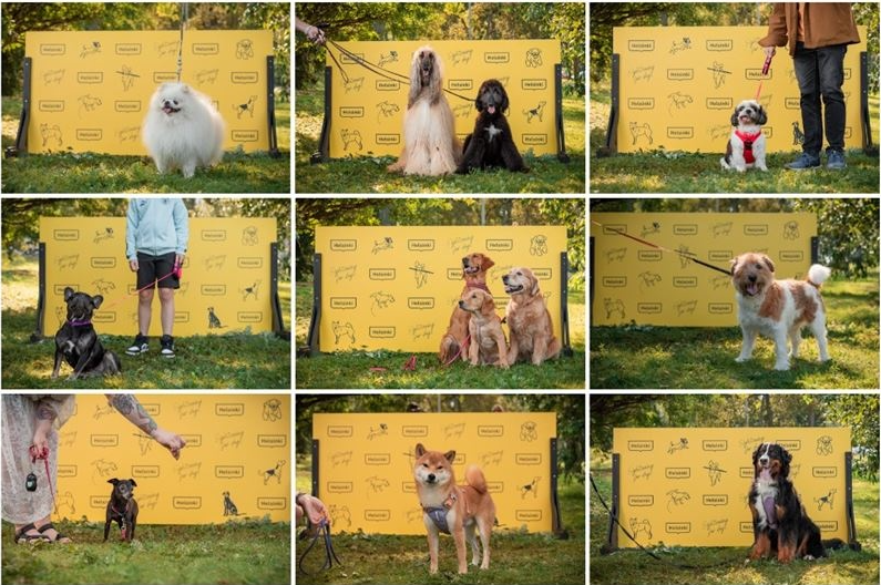 Финны представили первый в мире туристический маршрут для собак