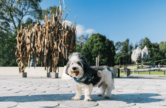 маршрут для собак